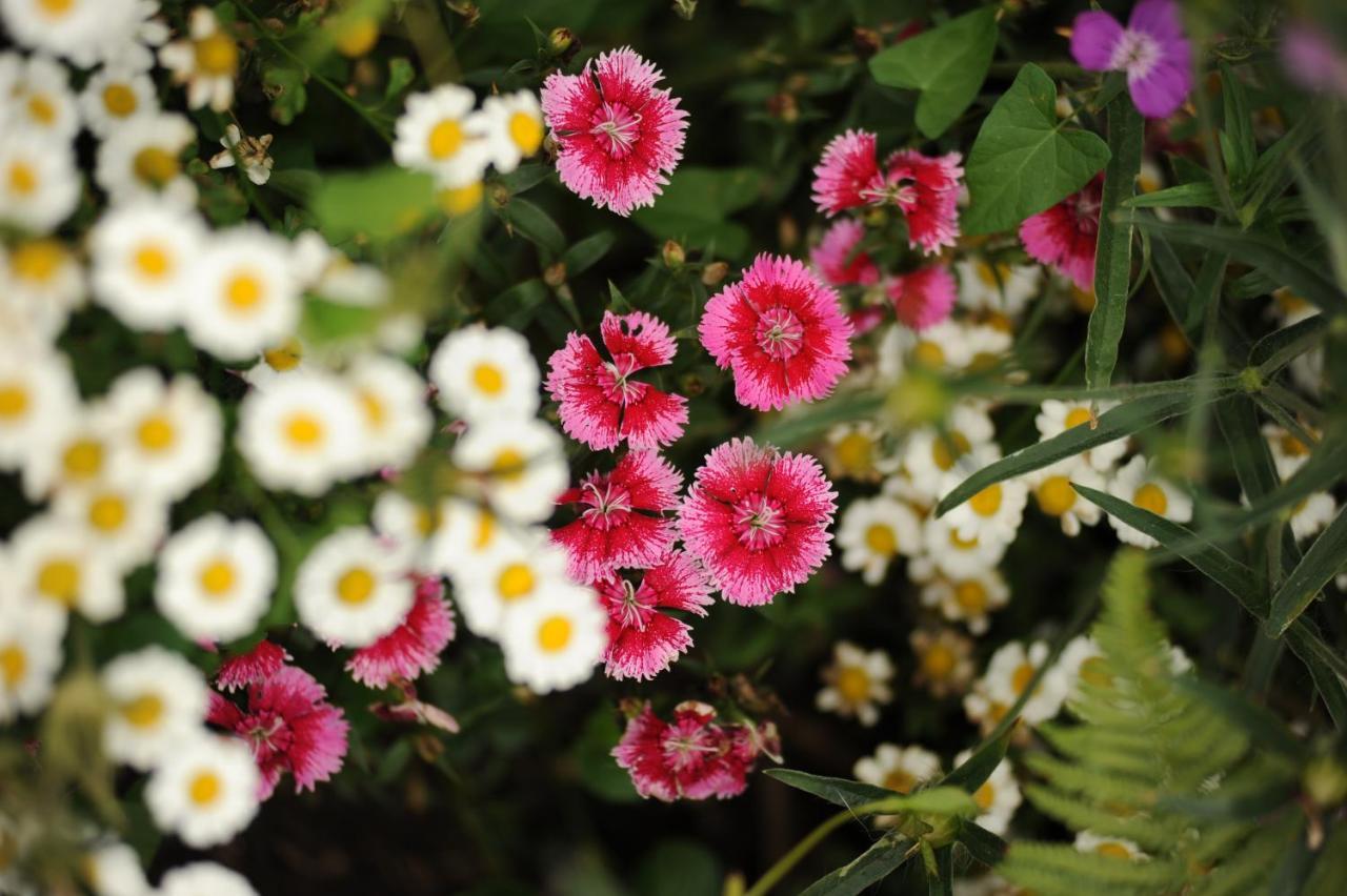 Rose Farm Bed & Breakfast Honiton Dış mekan fotoğraf