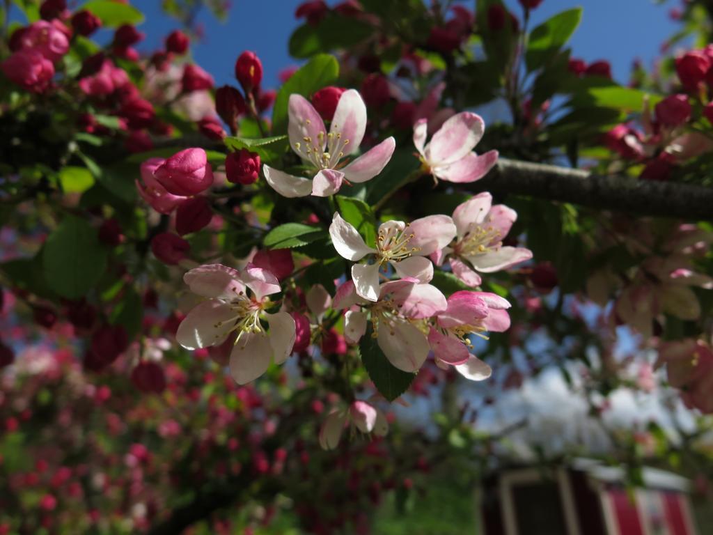 Rose Farm Bed & Breakfast Honiton Dış mekan fotoğraf