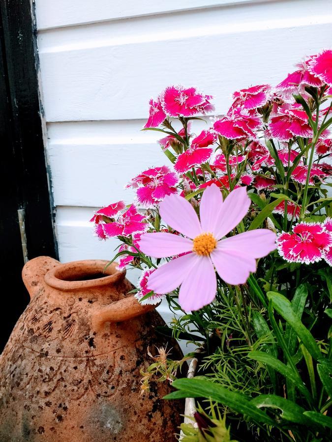 Rose Farm Bed & Breakfast Honiton Dış mekan fotoğraf