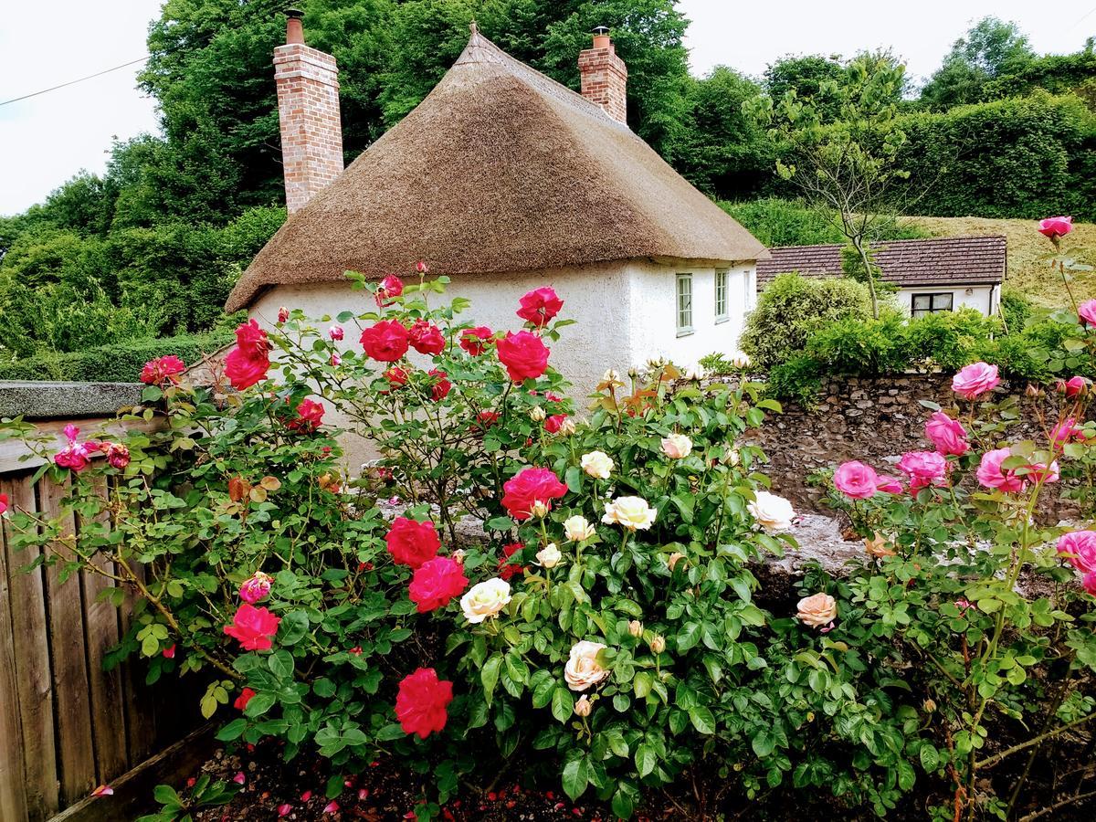 Rose Farm Bed & Breakfast Honiton Dış mekan fotoğraf